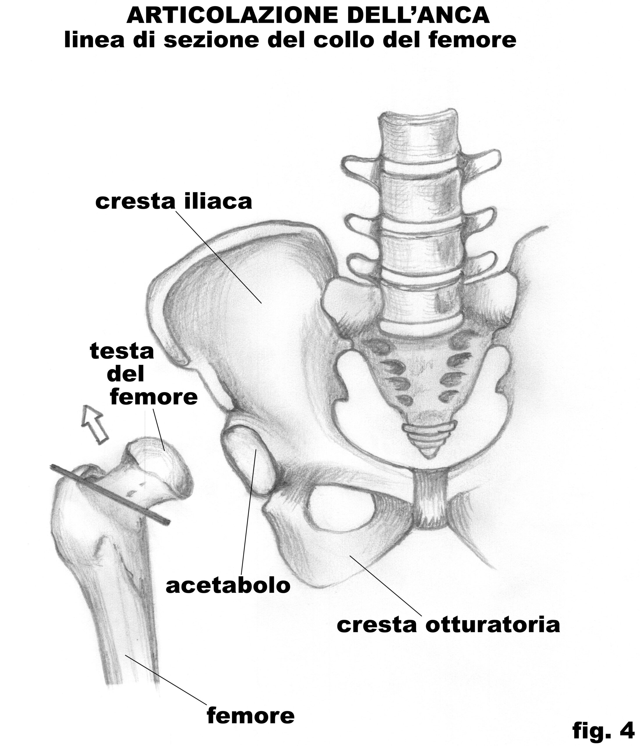 anca_linea_di_sezione_4
