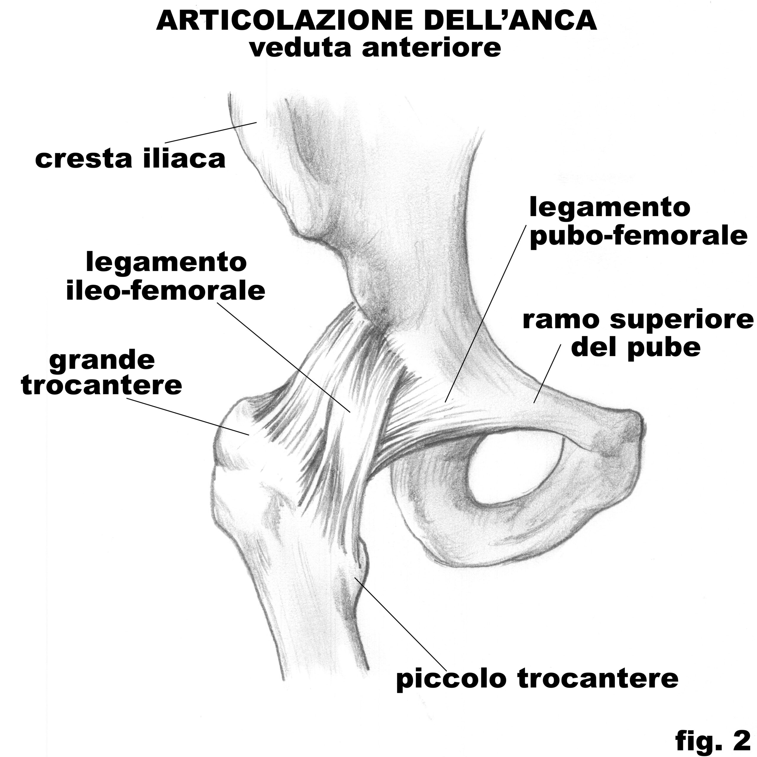 anca_veduta_anteriore_2