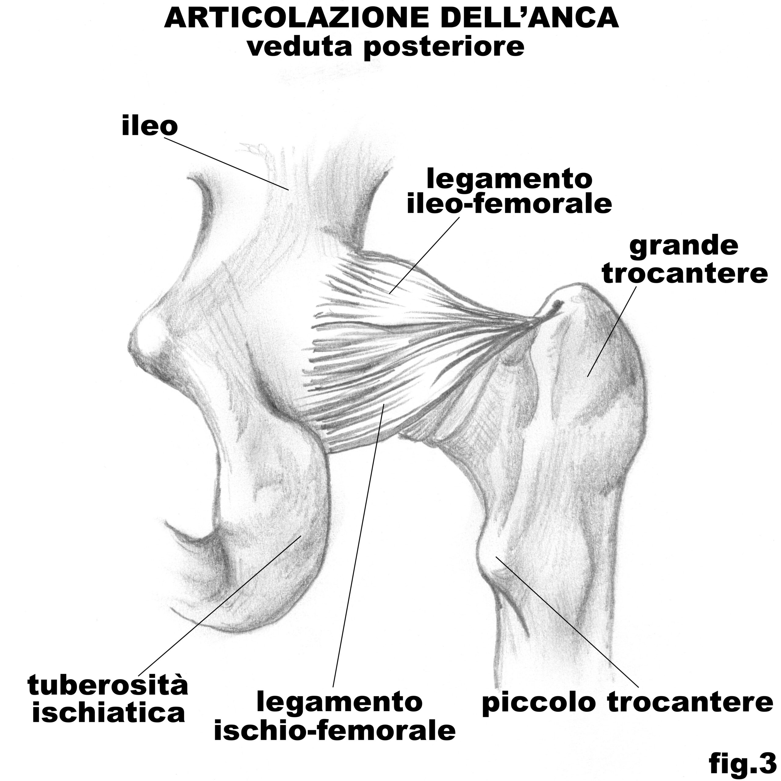 anca_veduta_posteriore_3 copia