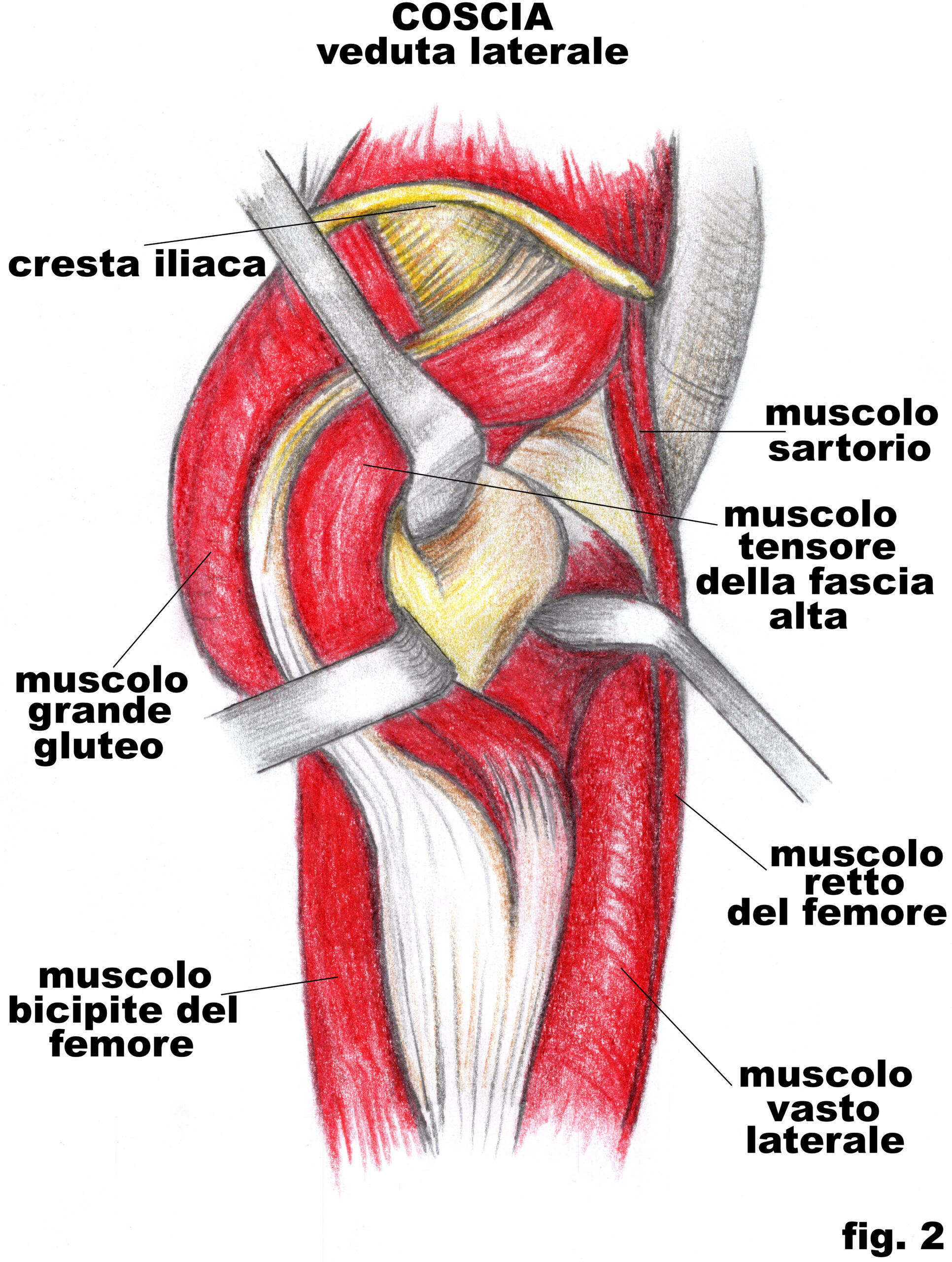 coscia_vista_laterale_2