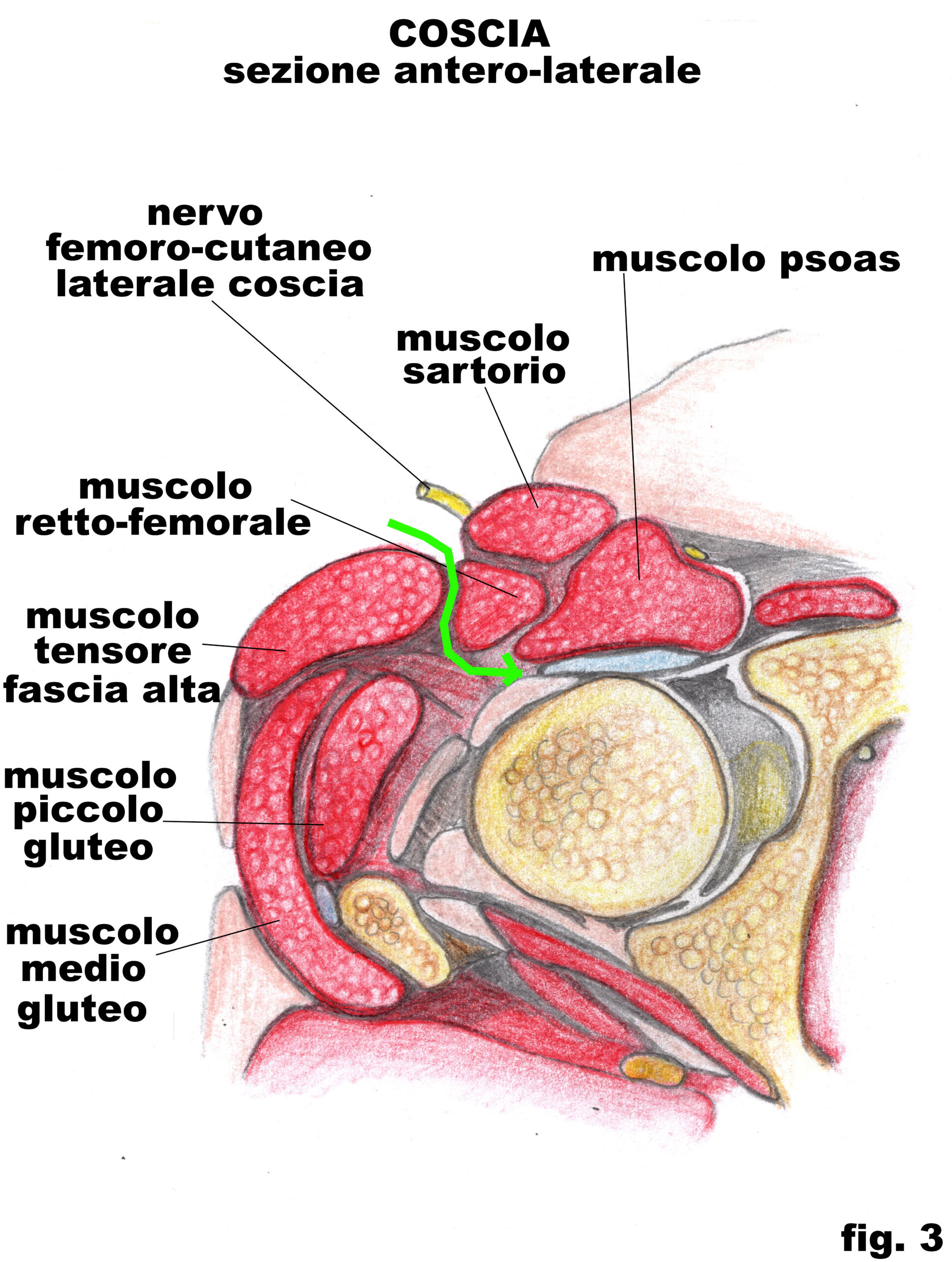 cosia_sezione_antero-laterale_3 copia